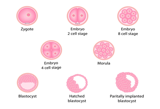 Improve Egg Health for Fertility 5 Natural Methods that Improve Women's Health - Improve Egg Health for Fertility